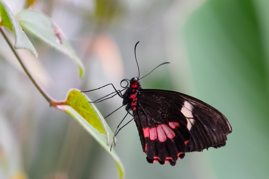 Macro opname vlinder